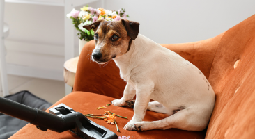 Ghid complet pentru curățarea profesională a canapelelor - SpalaThor Cluj